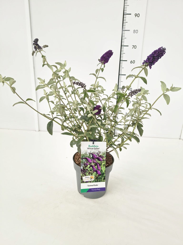 Buddleja d. &