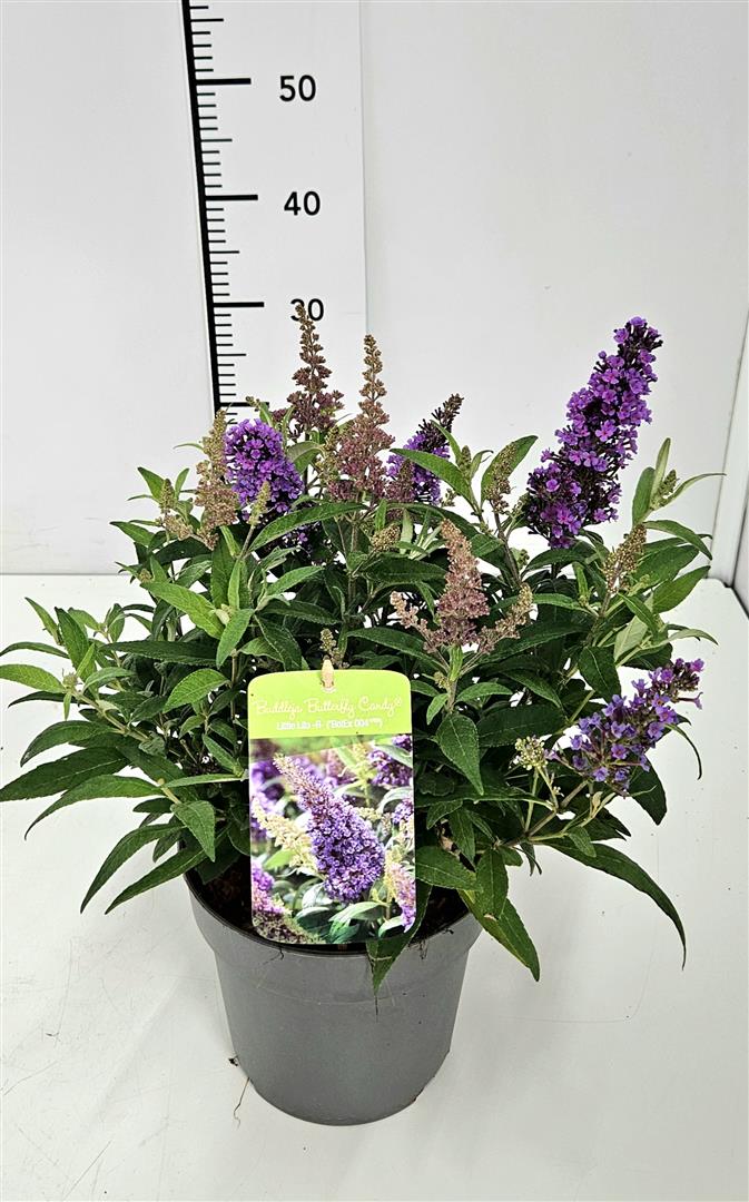 Buddleja davidii &