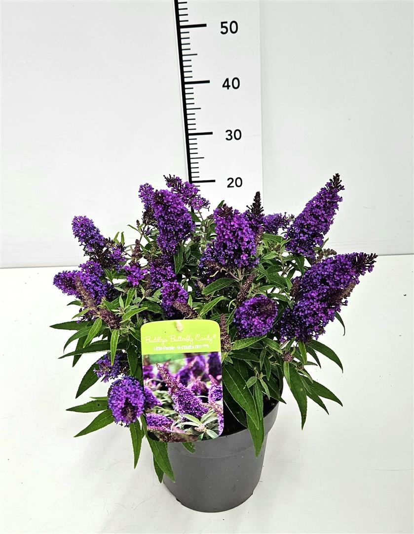 Buddleja davidii &