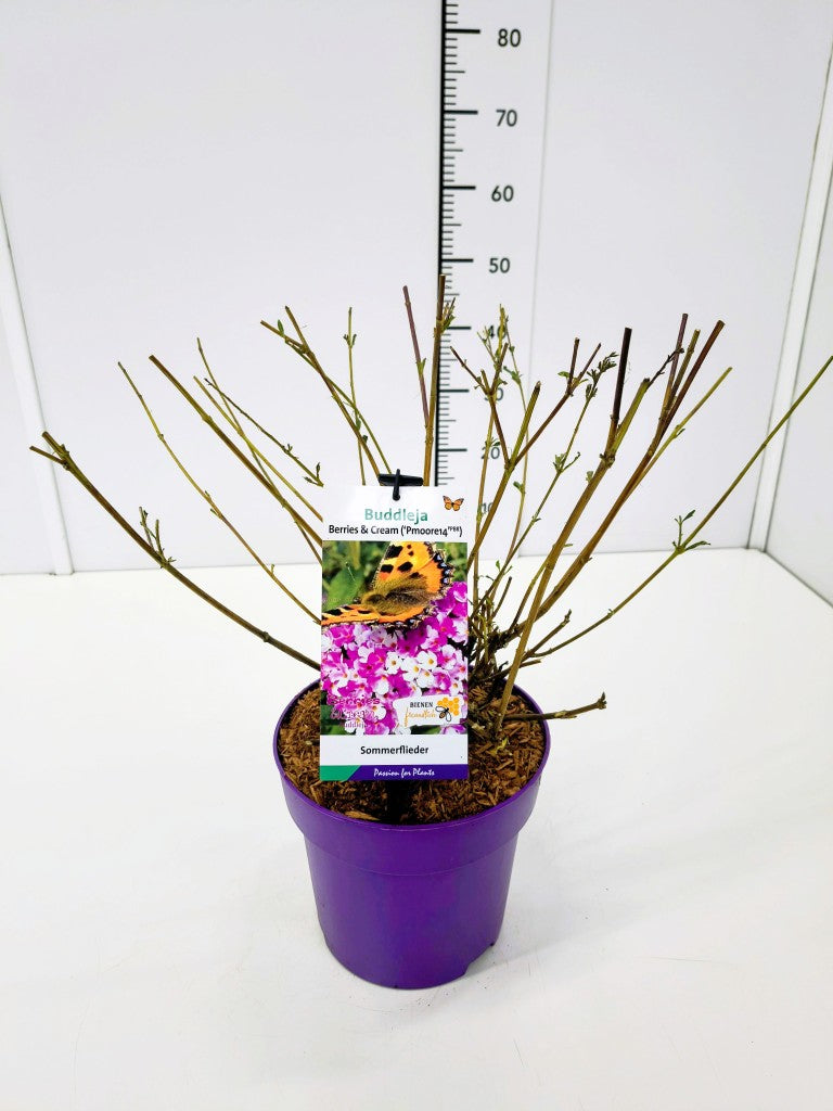 Buddleja davidii &