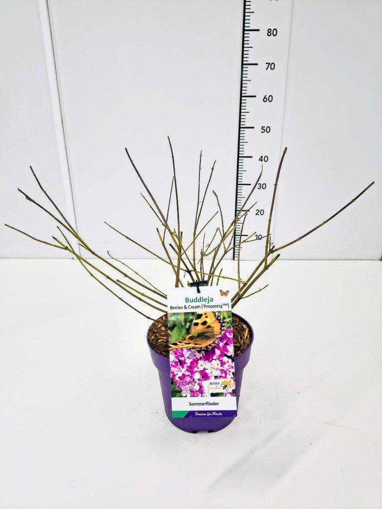 Buddleja d. &