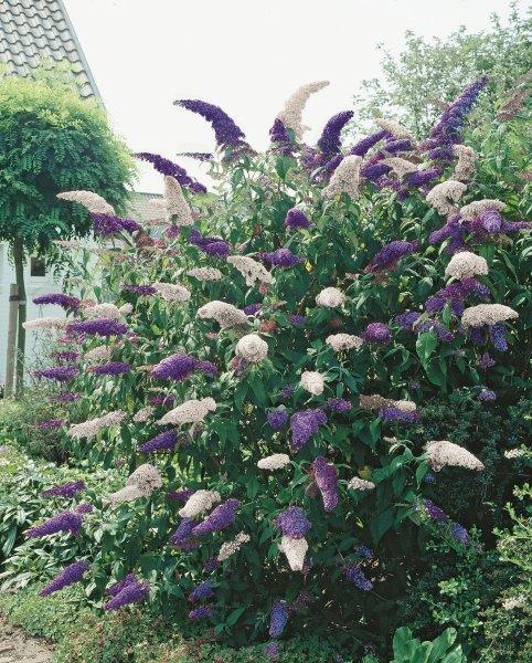 Fjärilsbuske Buddleja dav. &
