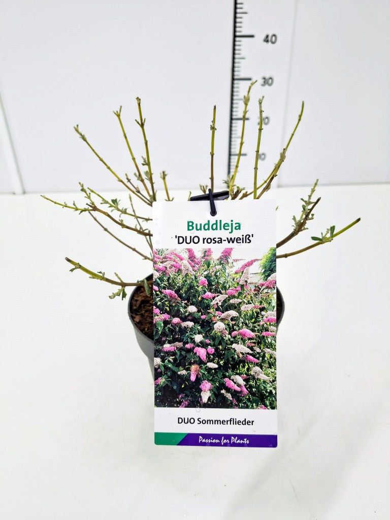 Buddleja davidii &