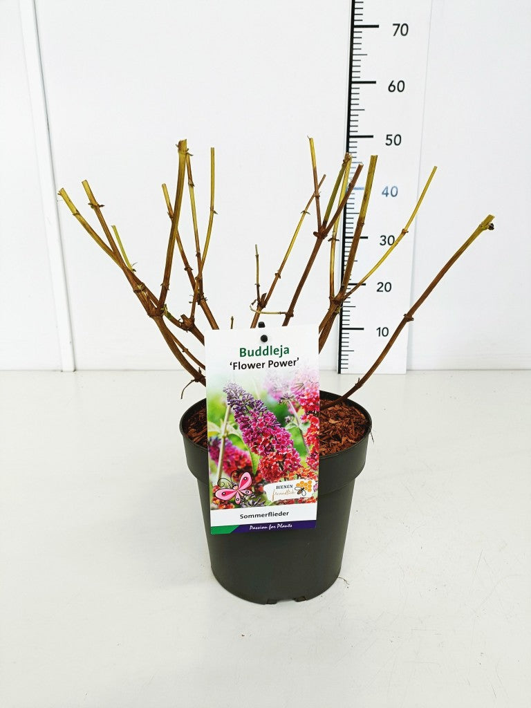 Buddleja davidii &