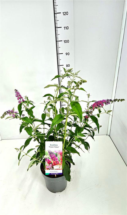 Buddleja d. &
