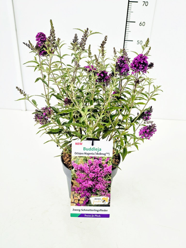 Buddleja davidii &