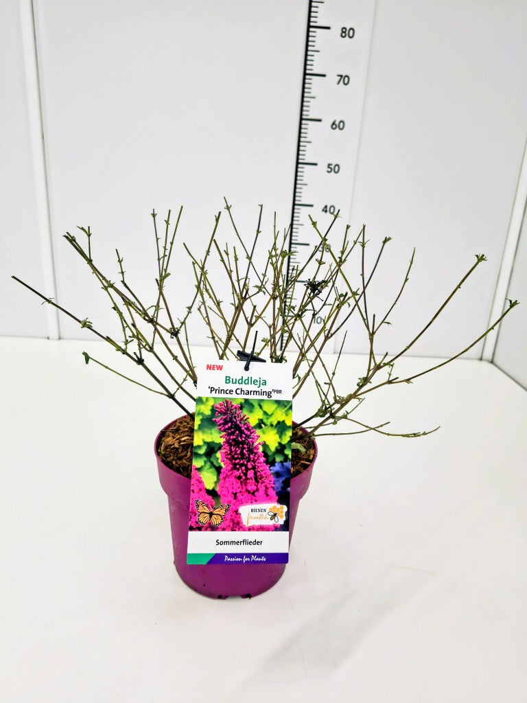 Buddleja d. &