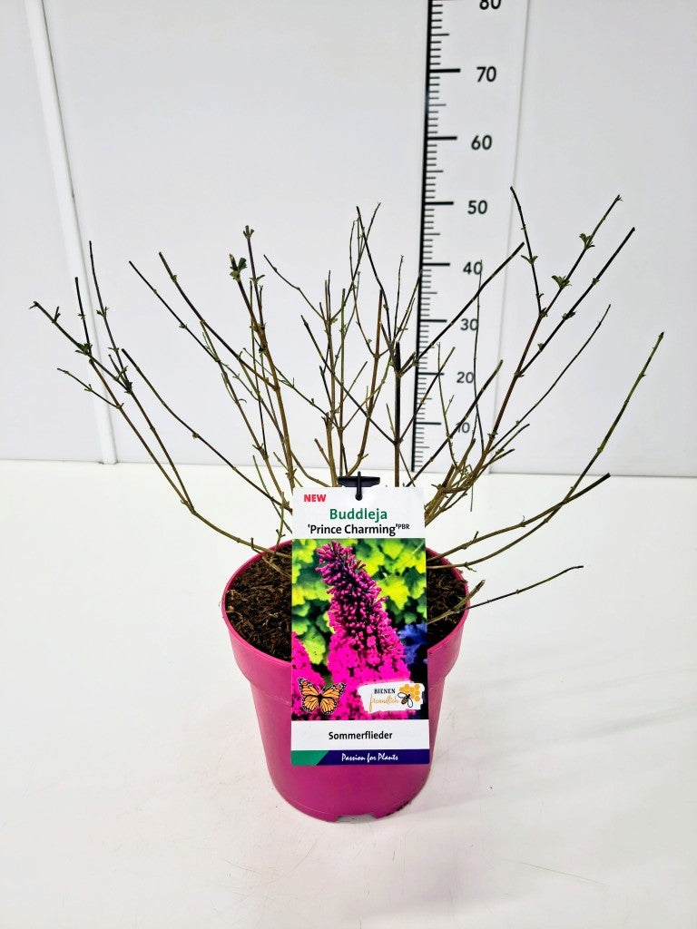 Buddleja davidii &