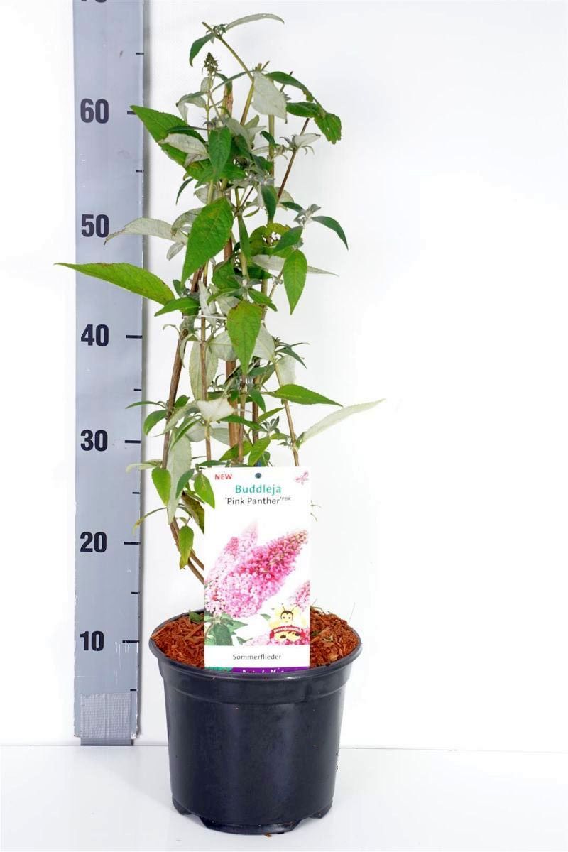 Buddleja davidii &