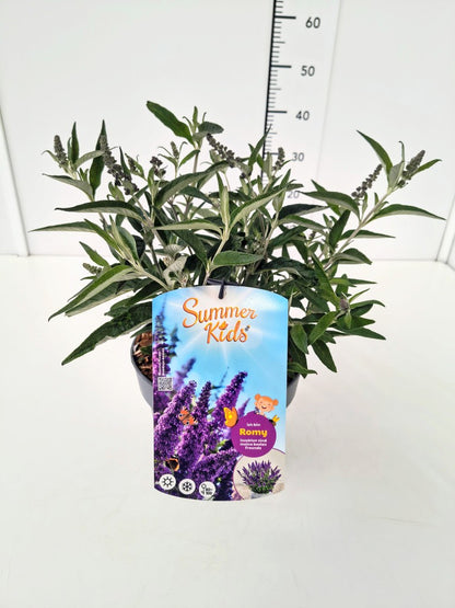 Buddleja davidii &