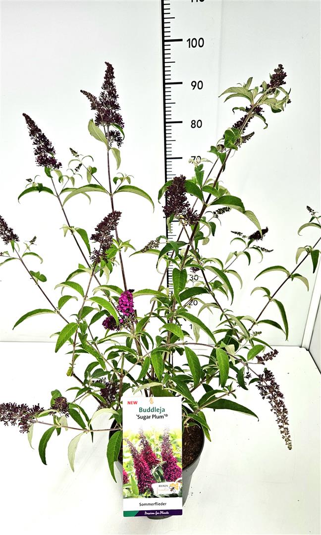 Buddleja davidii &