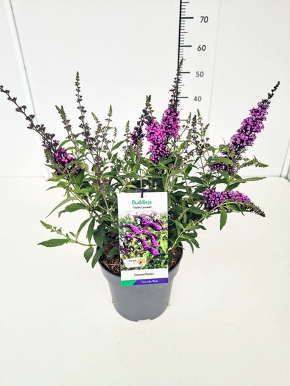 Buddleja dav. &
