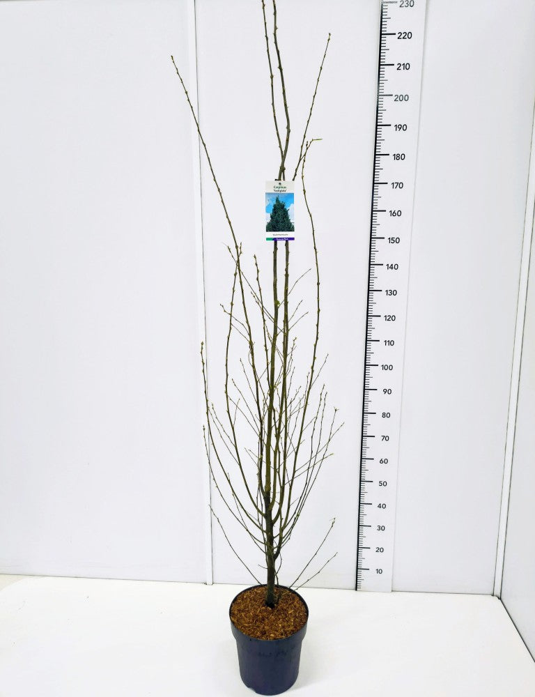 Carpinus bet. &