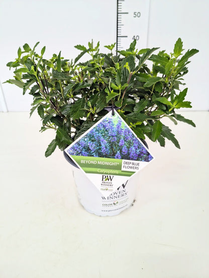 Caryopteris clandonensis &