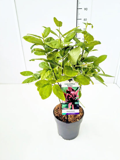 Calycanthus floridus C5 (5 liters kruka) 40-50 cm