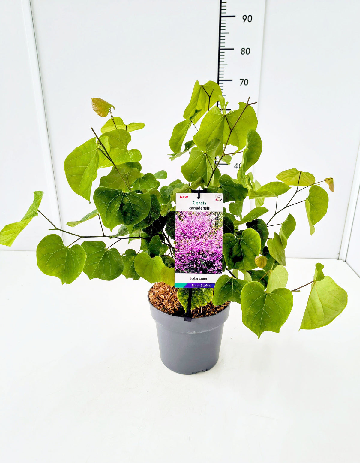 Cercis canadensis C4 (4 liters kruka) 40-60 cm