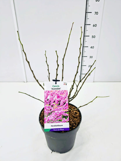 Cercis chinensis &