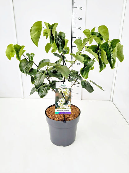 Cercis canadensis &