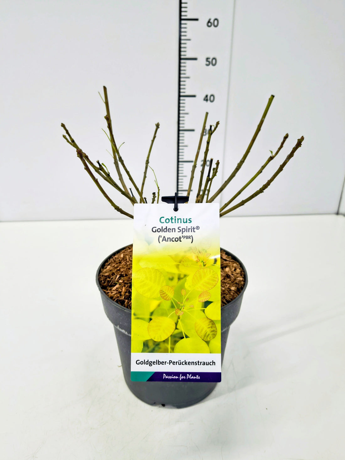 Cotinus coggygria &