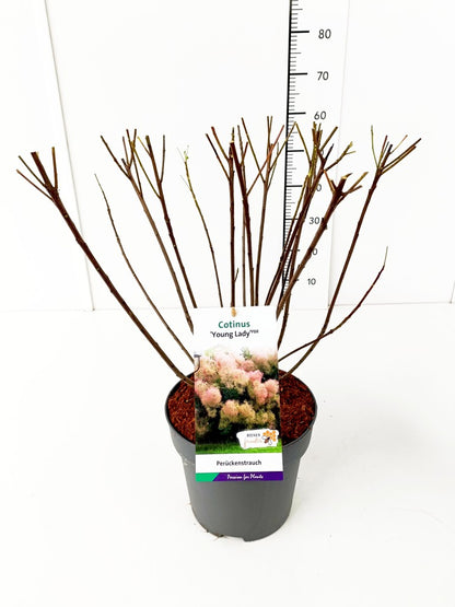 Cotinus coggygria &