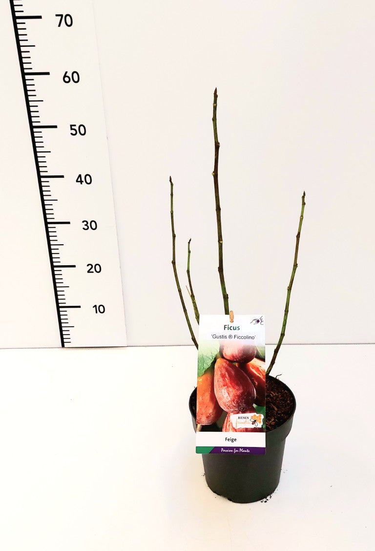 Ficus carica &