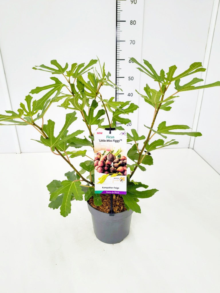 Ficus carica &
