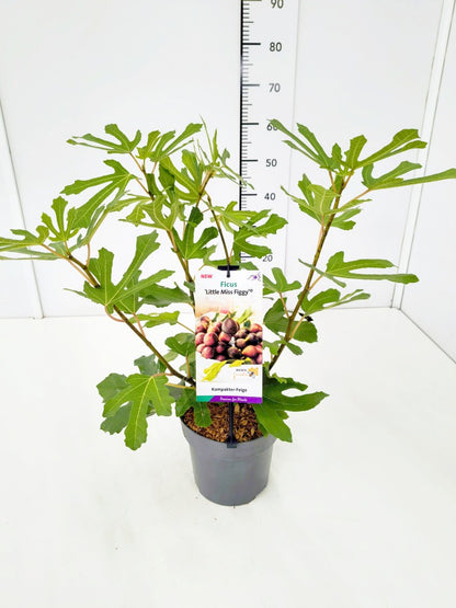 Ficus carica &