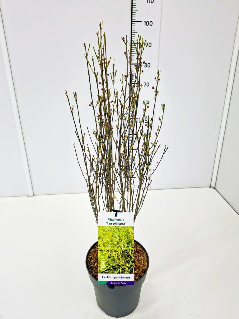 Frangula alnus &