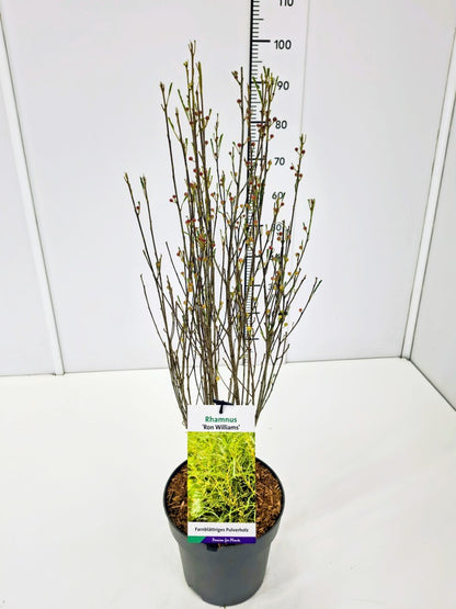 Frangula alnus &