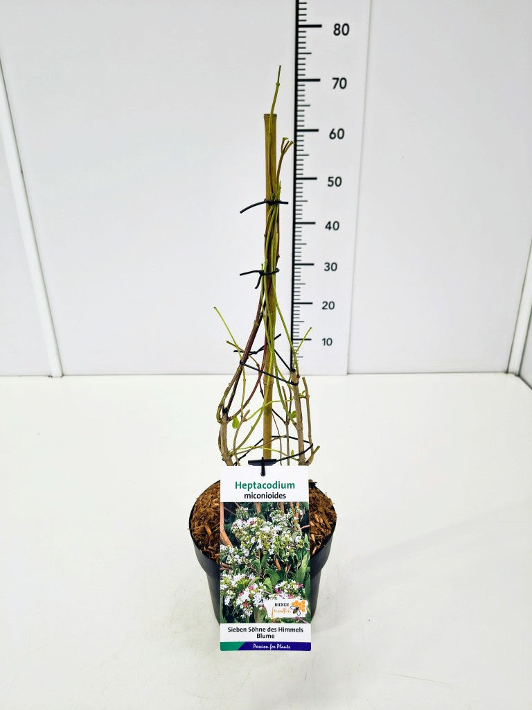 Heptacodium miconioides C110 (110 liters kruka) 250-300 cm