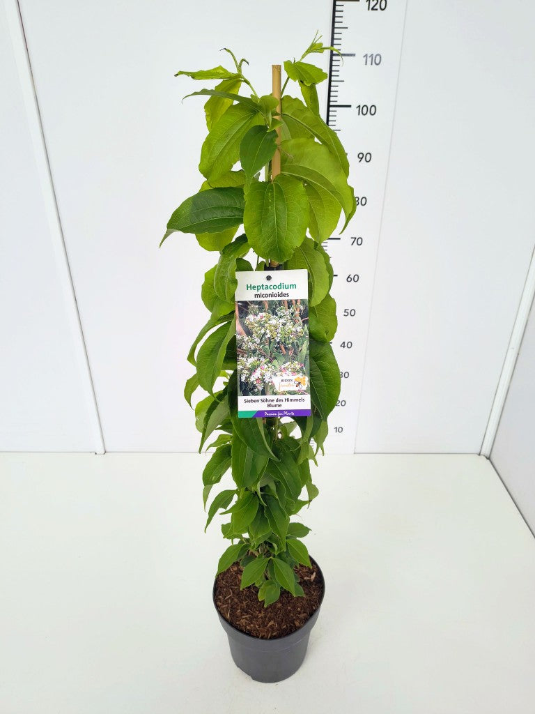 Heptacodium miconioides C5 (5 liters kruka) 80-100 cm