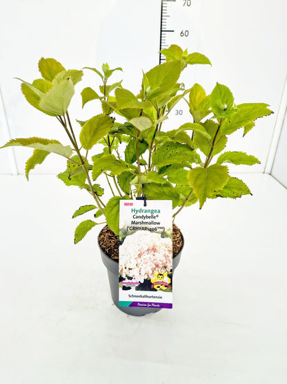 Hydrangea arborescens &