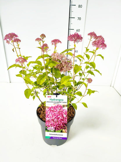 Hydrangea arb. &