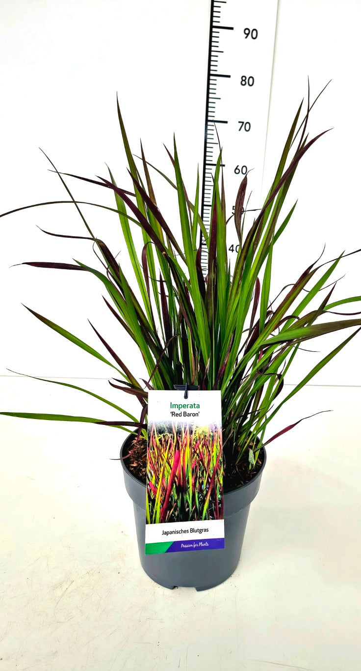 Imperata cylindrica &