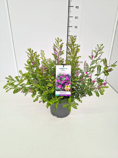 Indigofera heterantha C7,5 (7,5 liters kruka) 40-60 cm