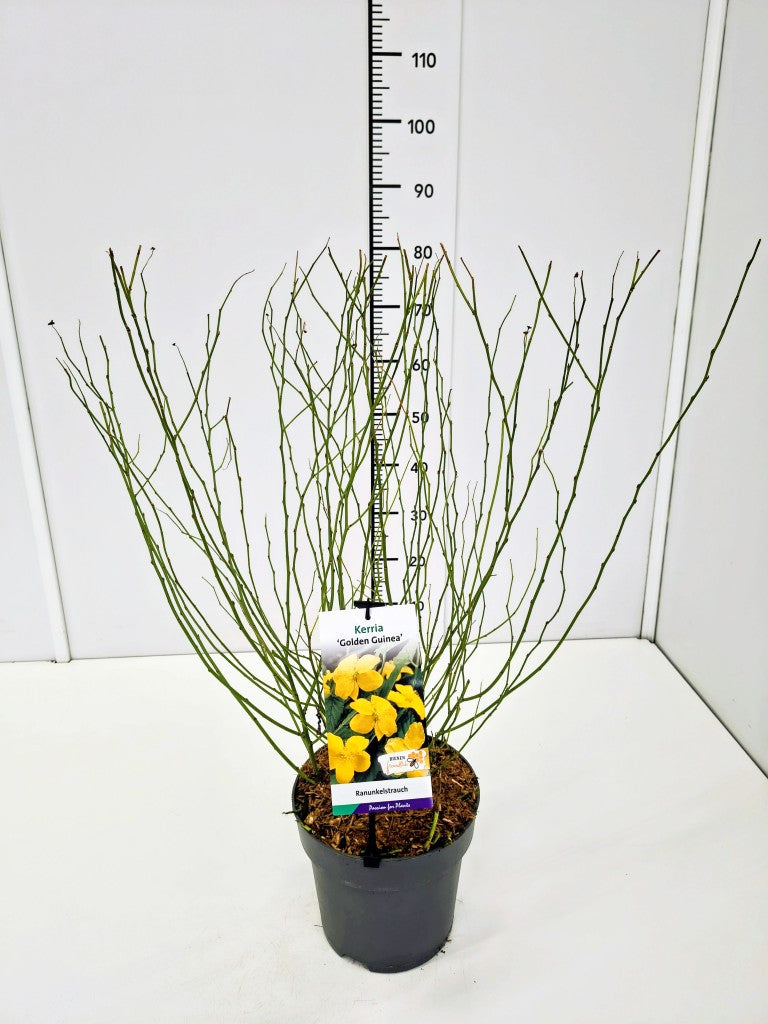 Kerria japonica &