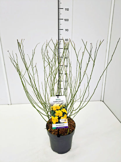 Kerria japonica &