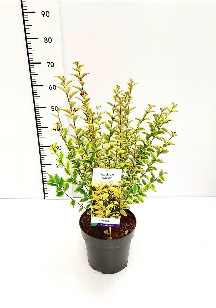 Ligustrum oval. &
