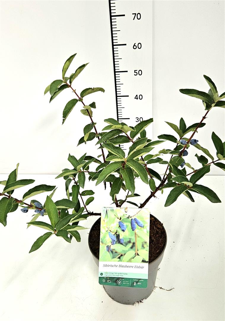 Lonicera kam. &