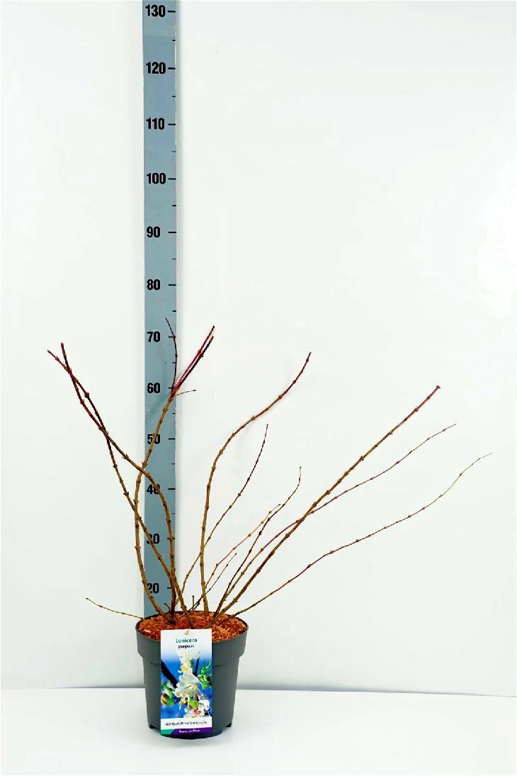 Lonicera purpusii C5 (5 liters kruka) 60-80 cm