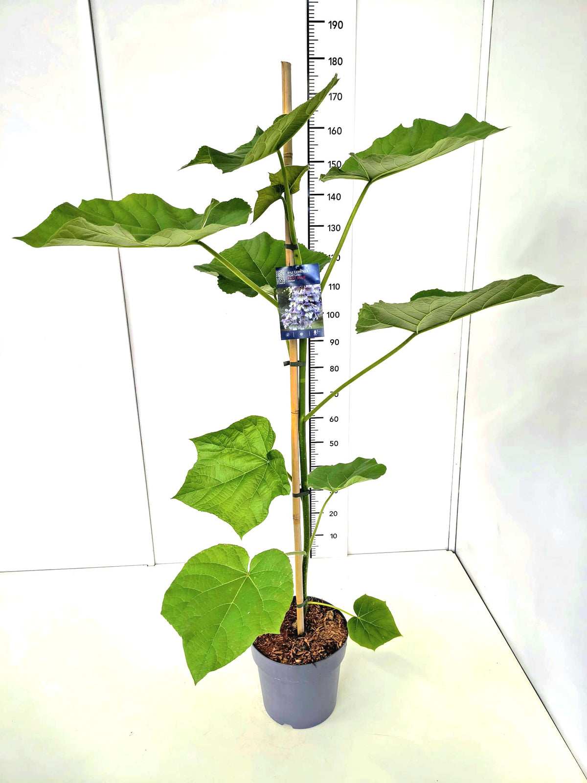 Paulownia fort. &