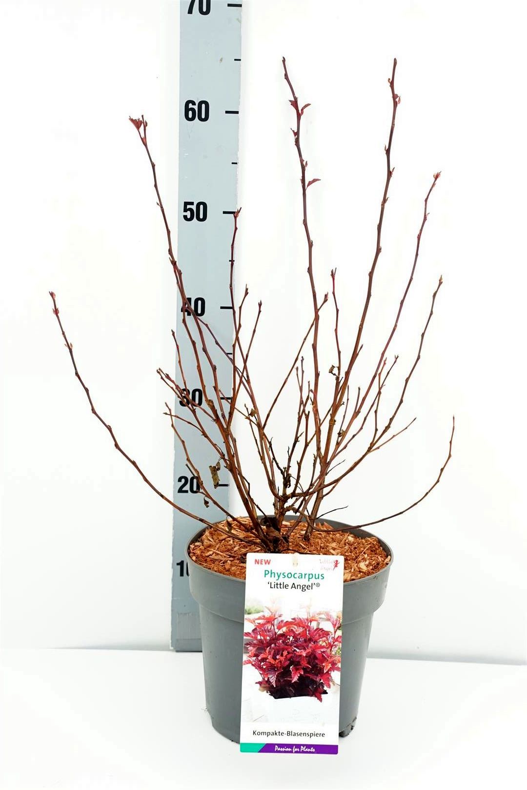 Physocarpus op. &