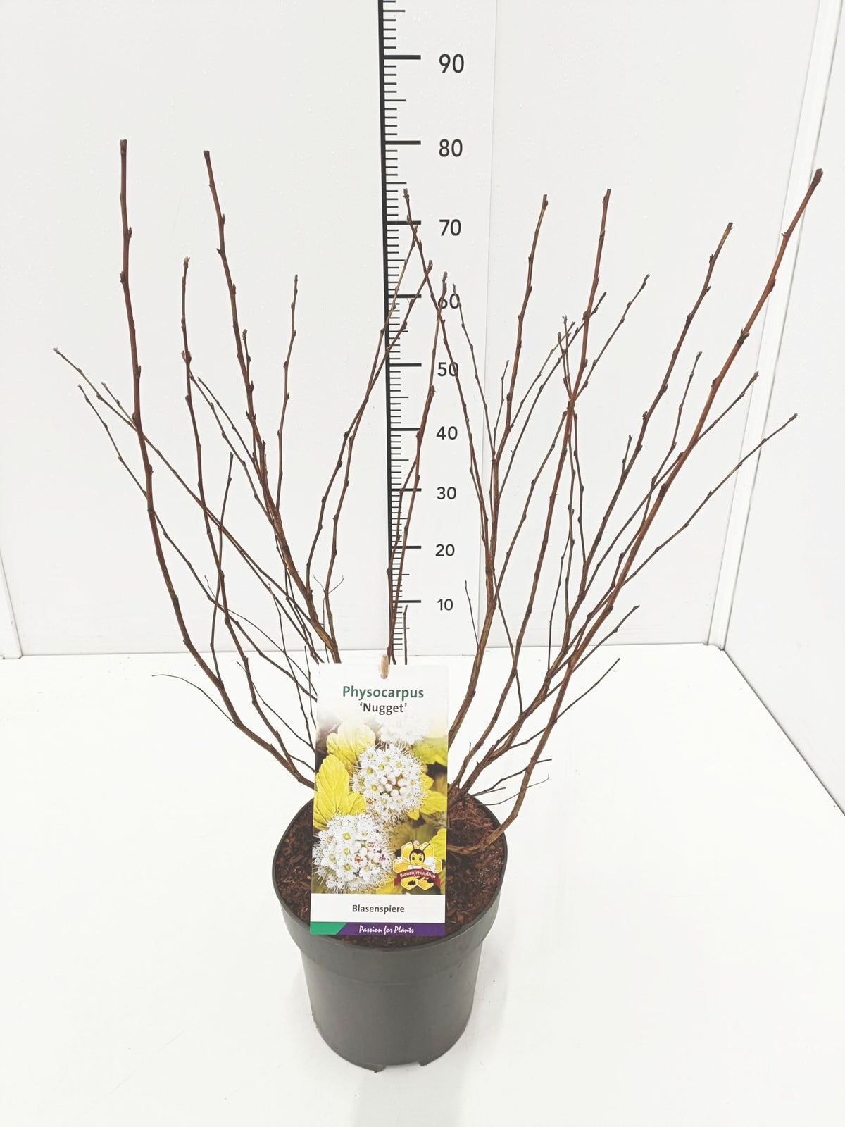 Physocarpus op. &