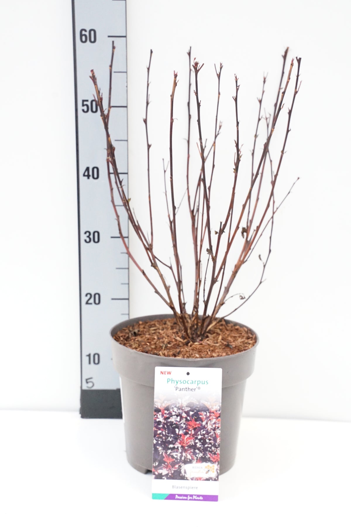 Physocarpus opulifolius &