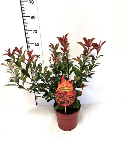 Photinia fraseri &