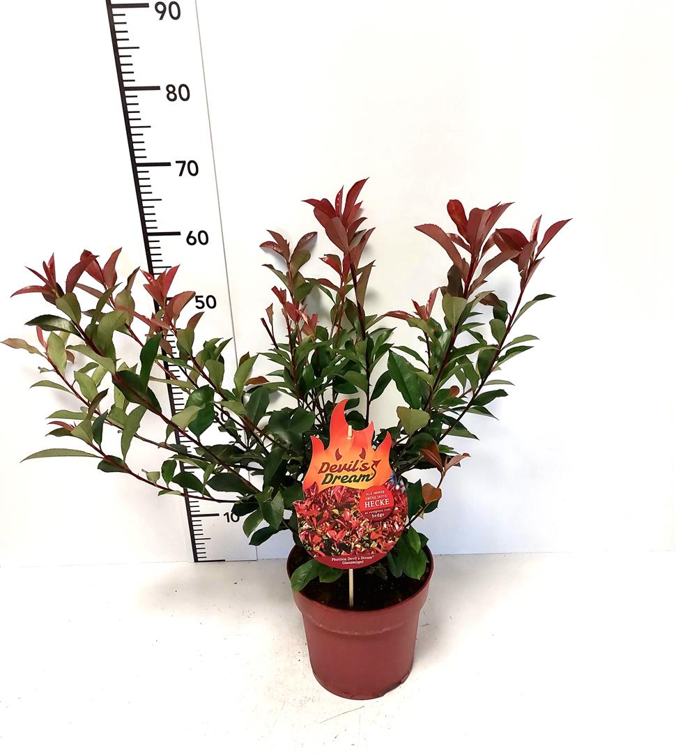 Photinia fraseri &