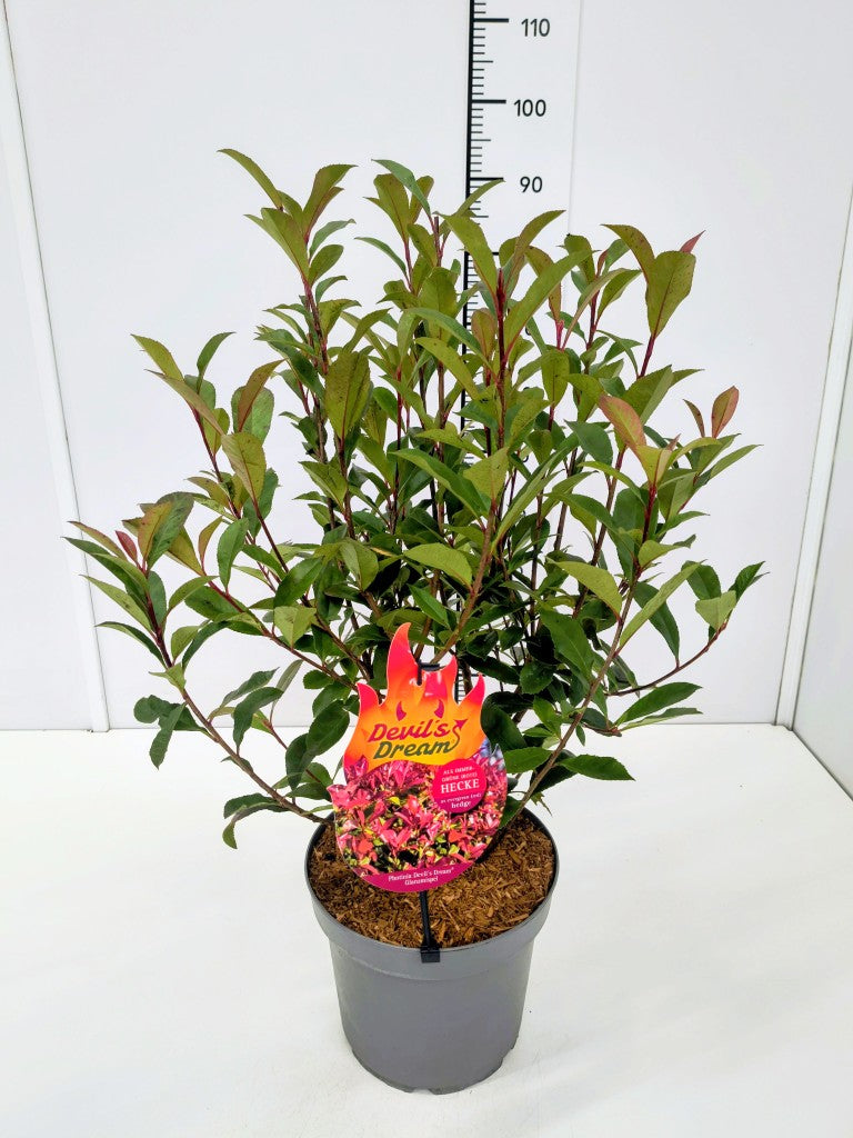 Photinia fraseri &