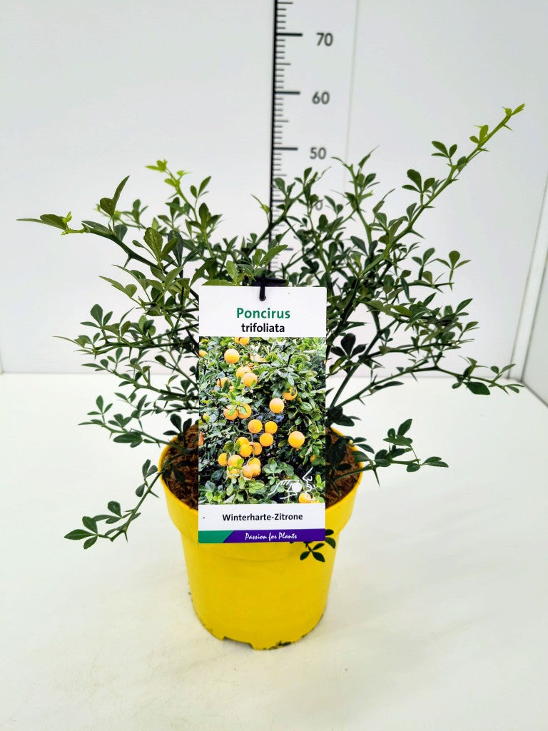 Poncirus trifoliata C5 (5 liters kruka) 40-50 cm