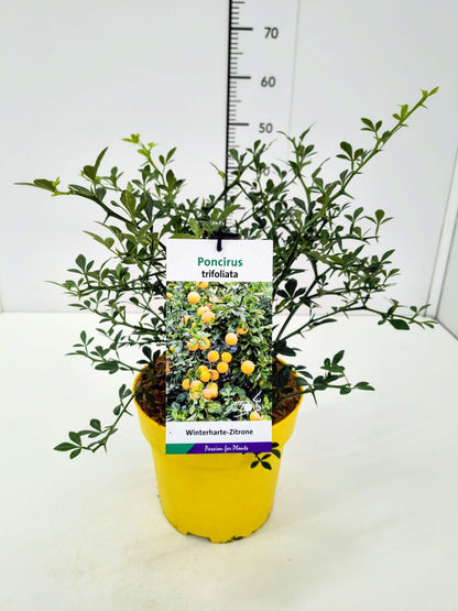 Poncirus trifoliata C5 (5 liters kruka) 40-50 cm