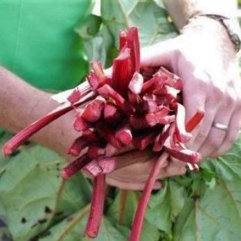 Rheum rhabarbarum &